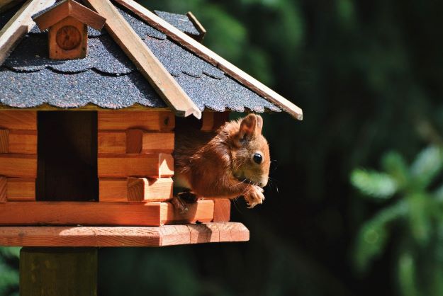 Squirrel on a bird table