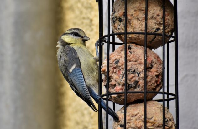 Blue tit on a bird feeder