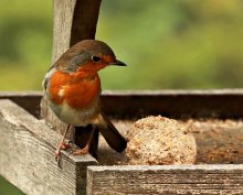 Robin on a bird table